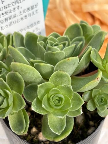 観葉植物 アエオニウム 多肉植物」の人気商品一覧 | 安い商品を通販